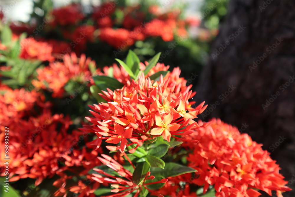 red flower. West Indian Jasmine. Ixora. Ixora chinensis Lamk. Zephyranthes. West Indian Jasmine. ixora. red flower. West Indian Jasmine. Ixora. Ixora chinensis Lamk. Zephyranthes. West Indian Jasmine. ixora.