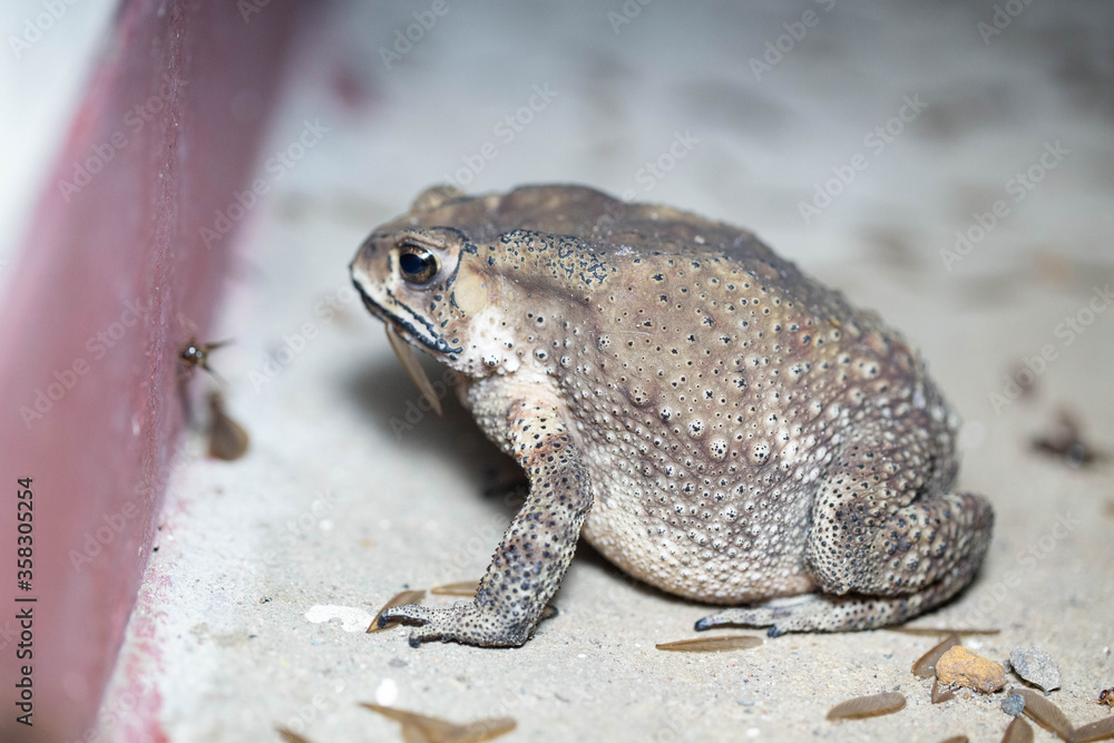 Fototapeta premium A Toads eat insects at night Favorite food night shot