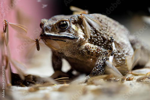A Toads eat insects at night Favorite food night shot