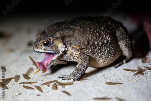 A Toads eat insects at night Favorite food night shot