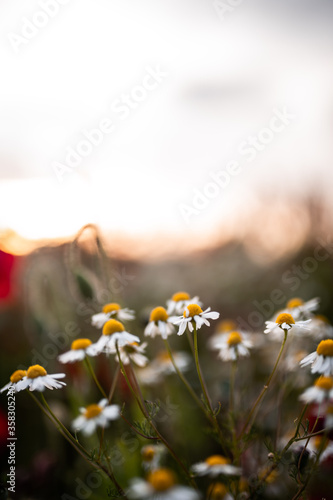 daisies in the meadow during sunset
