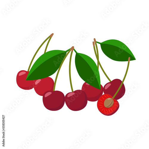 Cherries vector illustration isolated on white background. Juicy red fruits.