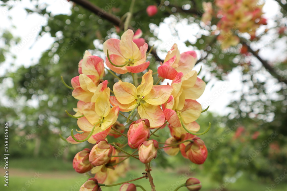 rainbow shower tree. pink rainbow shower tree. pink flower. pink