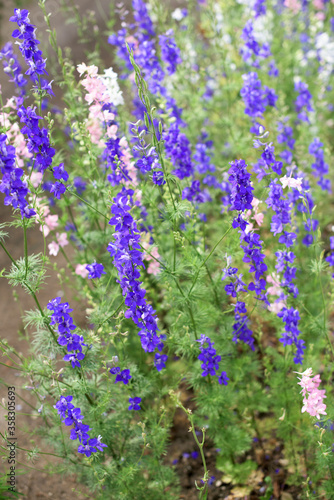 Beautiful plants larkspur - blue flowers in the garden