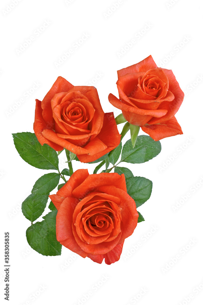 bouquet of red roses bouquet of red roses