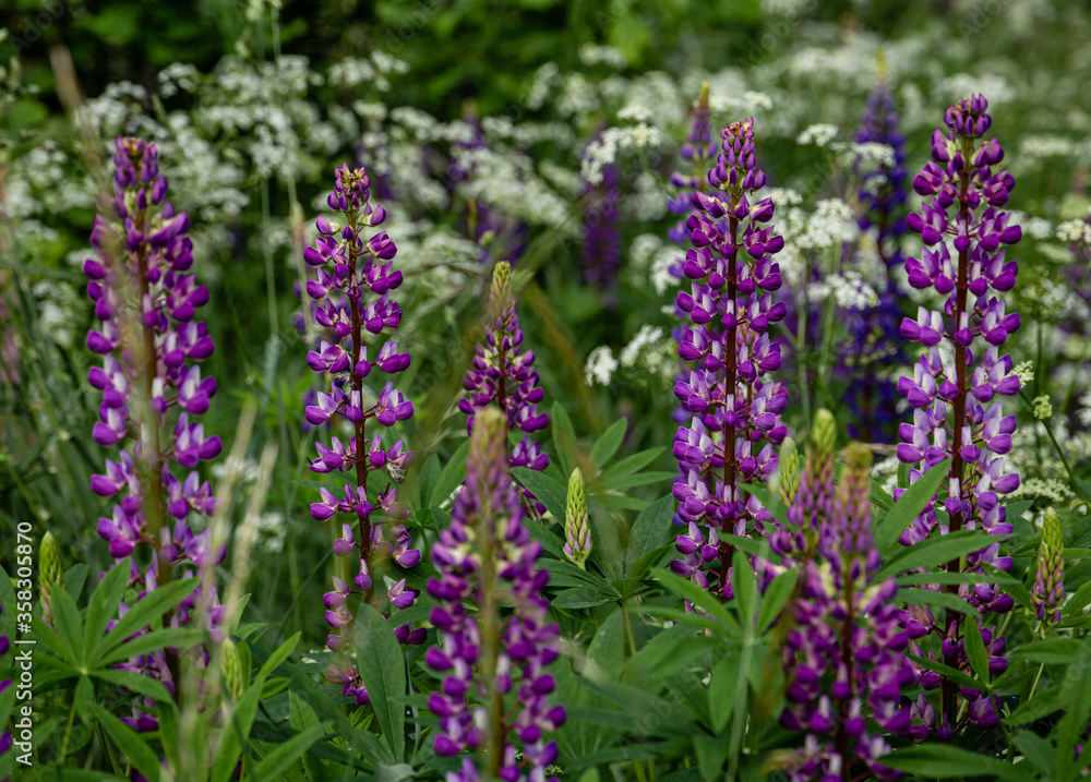 Obraz premium Close up of purple lupin field growing in wild meadow with long grass and blooming wild chervil in summer in Latvia