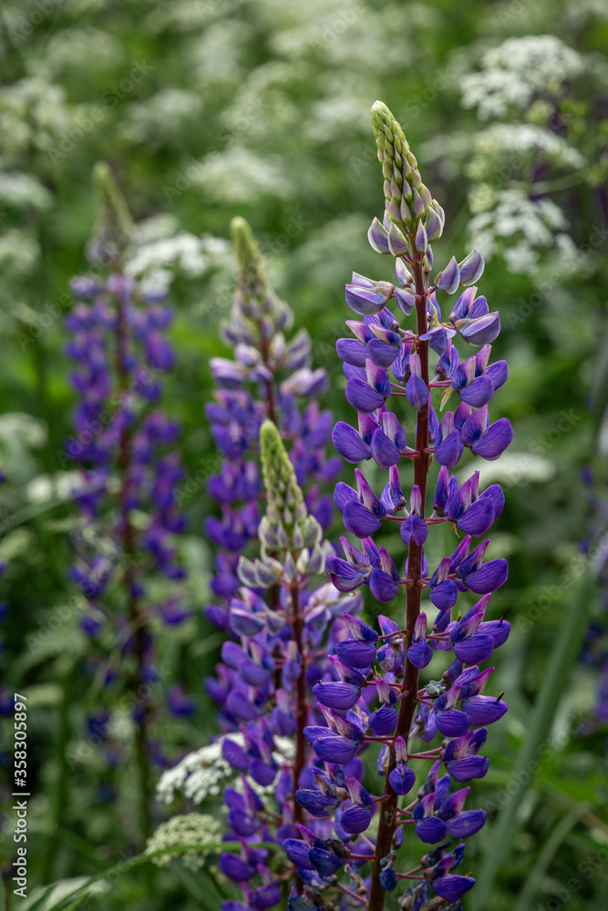 Obraz premium Close up of purple lupin field growing in wild meadow with long grass and blooming wild chervil in summer in Latvia