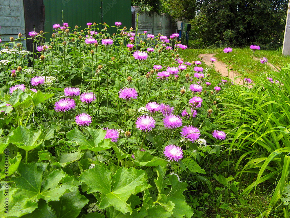 Beautiful garden flowers on a Sunny summer day Beautiful garden flowers on a Sunny summer day
