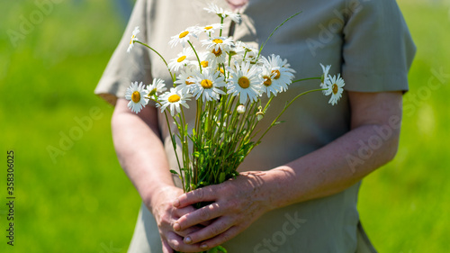Close-up, an adult woman holding a bouquet of field daisies. A woman on a warm summer day gathered a bouquet of flowers. Woman's hand holding a bouquet of wildflowers. 