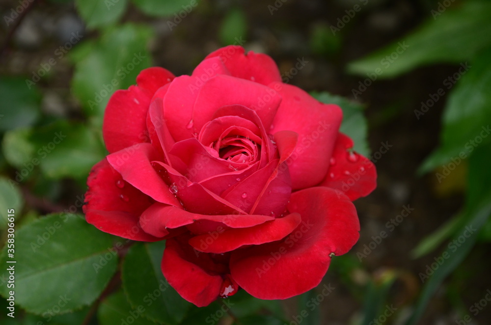 Red Roses on a bush in a garden. Russia. Red Roses on a bush in a garden. Russia.