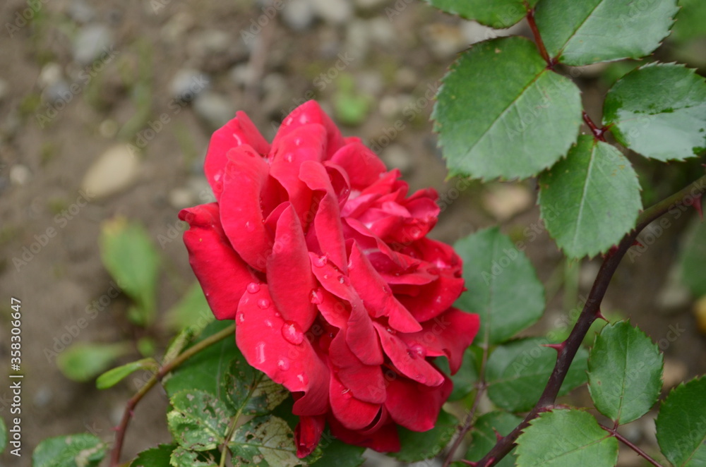 Red Roses on a bush in a garden. Russia. Red Roses on a bush in a garden. Russia.