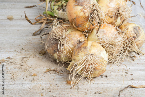 Freshly Unearthed Harvest Of Sweet White Onions