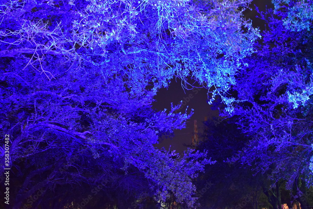 Obraz premium Blue Green Trees