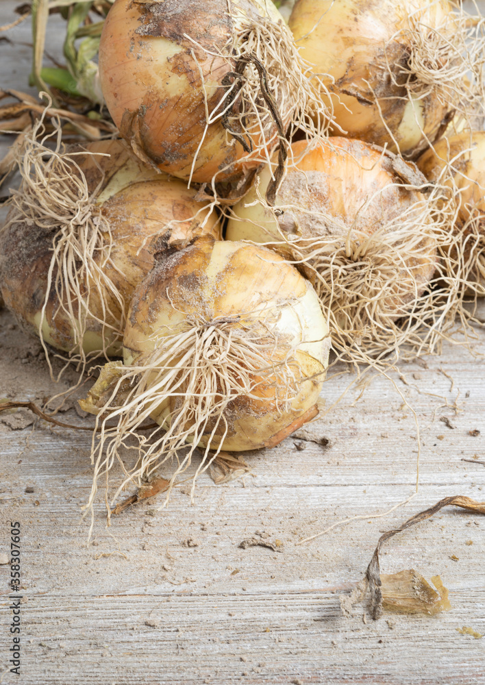 Freshly Unearthed Harvest Of Sweet White Onions Freshly Unearthed Harvest Of Sweet White Onions