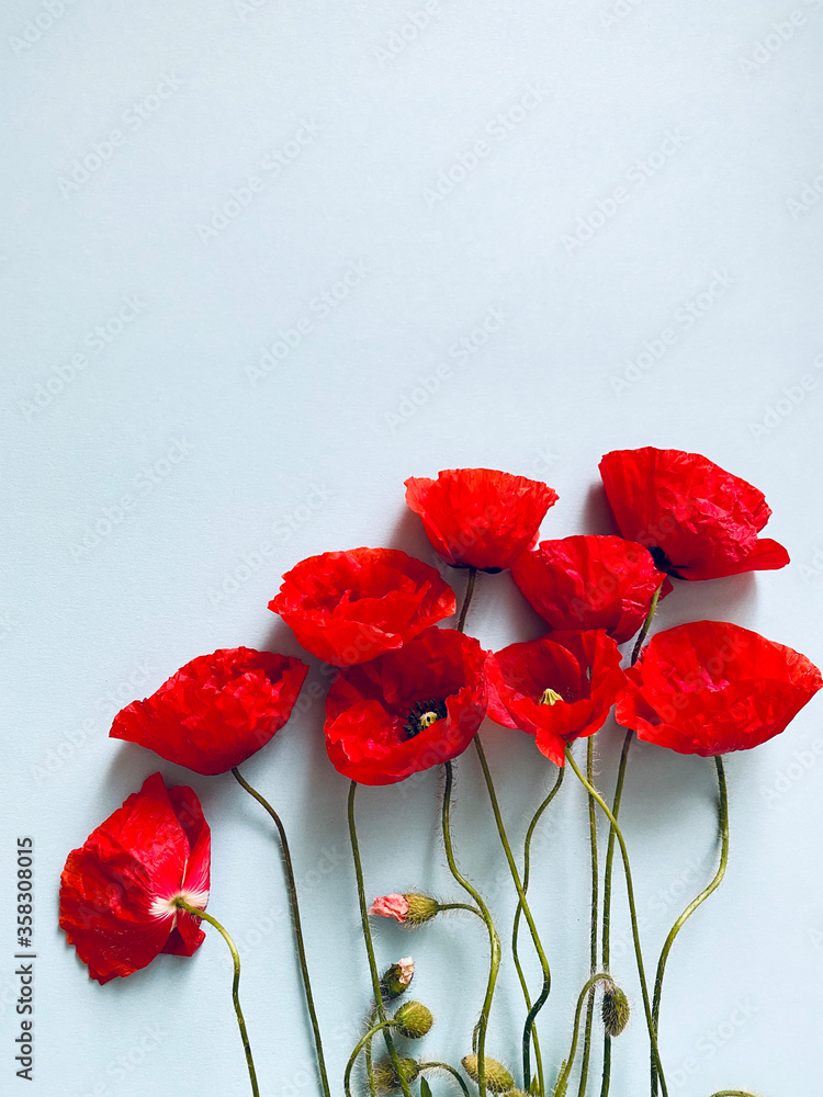 Obraz Amazing red poppy flowers on blue background