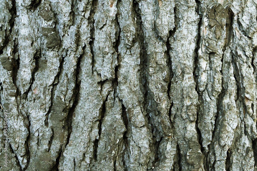Obraz premium Brown trunk texture of spruce. The texture of spruce bark. Abstract form, background