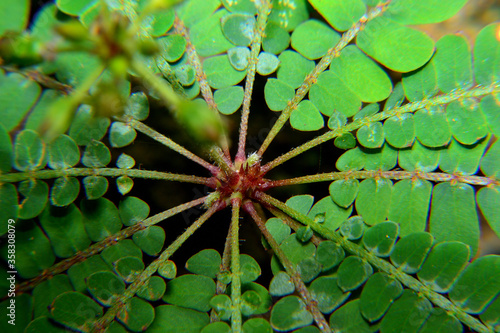 Nature, biophytum sensitivum leaf blurry background photo