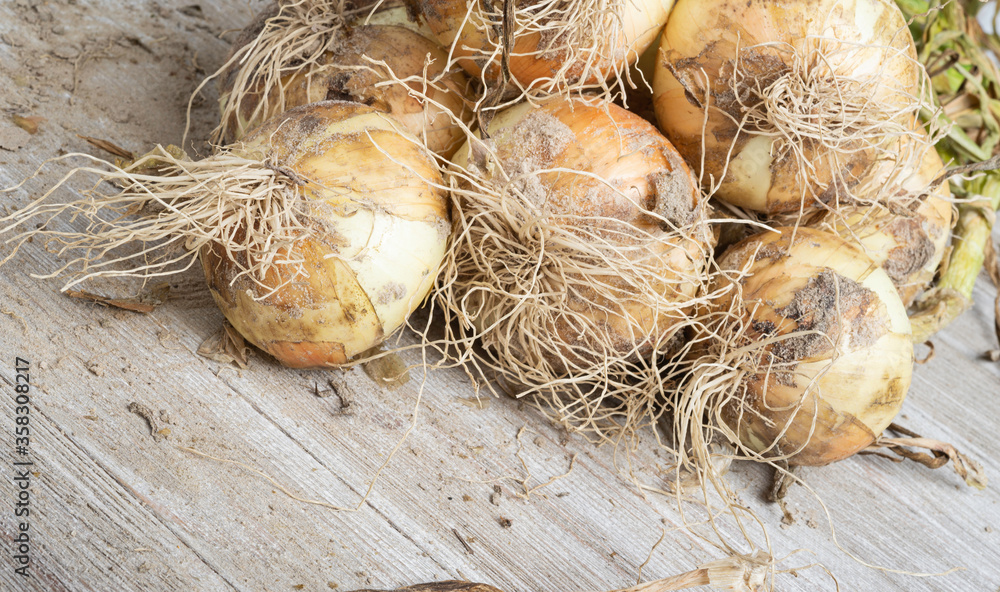 Freshly Unearthed Harvest Of Sweet White Onions Freshly Unearthed Harvest Of Sweet White Onions
