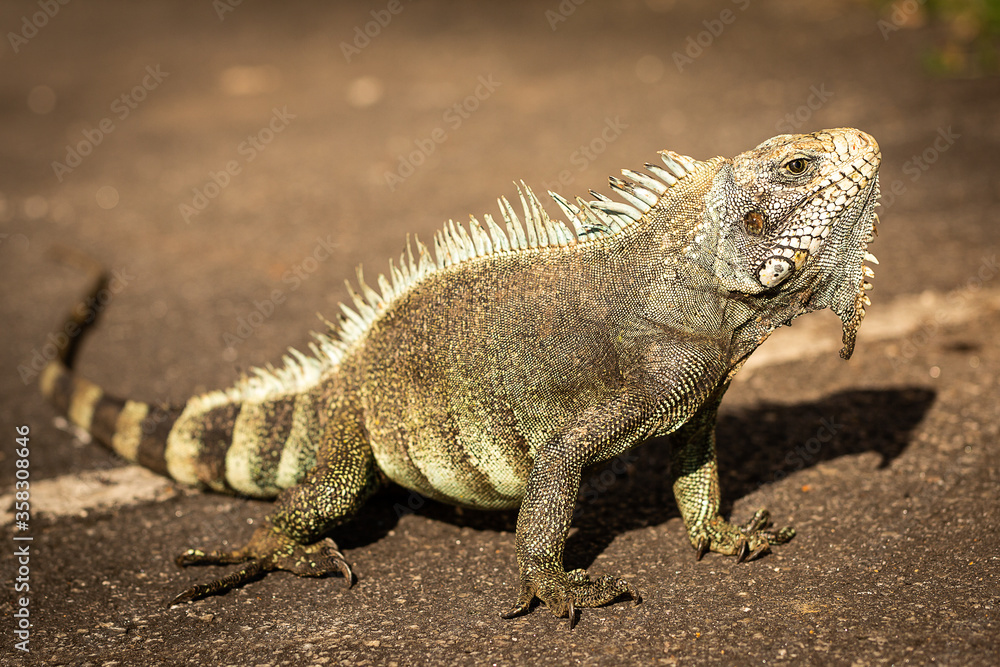 Obraz premium Iguane de Guyane