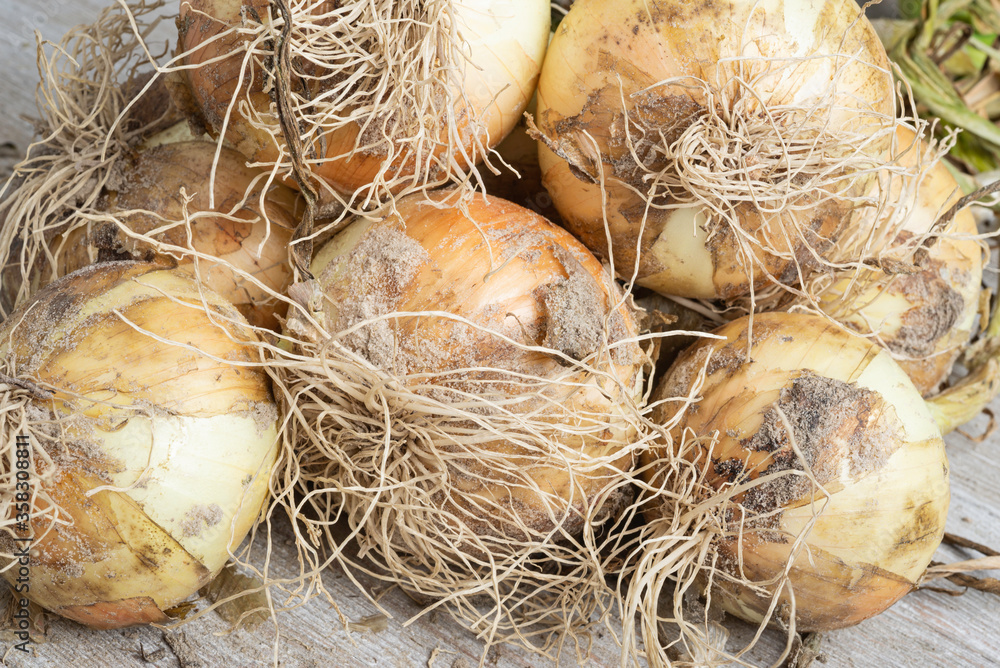 Freshly Unearthed Harvest Of Sweet White Onions Freshly Unearthed Harvest Of Sweet White Onions