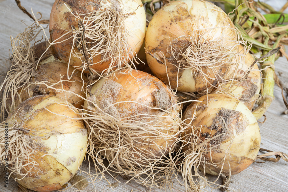 Freshly Unearthed Harvest Of Sweet White Onions Freshly Unearthed Harvest Of Sweet White Onions