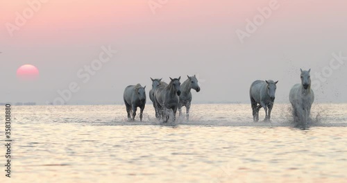 Slow motion shot of white horses splashing while strolling in river - Camargue, France