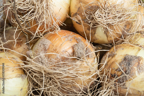 Freshly Unearthed Harvest Of Sweet White Onions