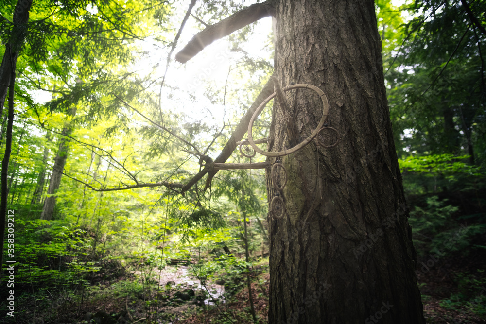 Fototapeta premium A dreamcatcher hanging in a tree in the forest