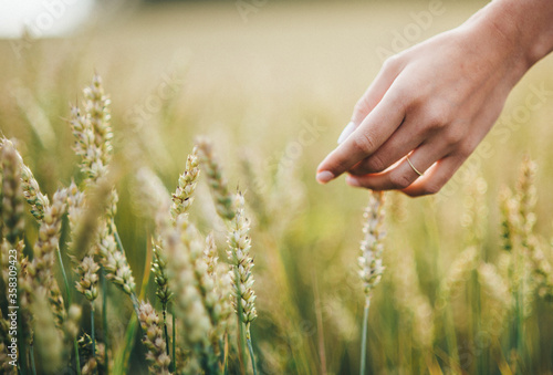 wheat field with hand