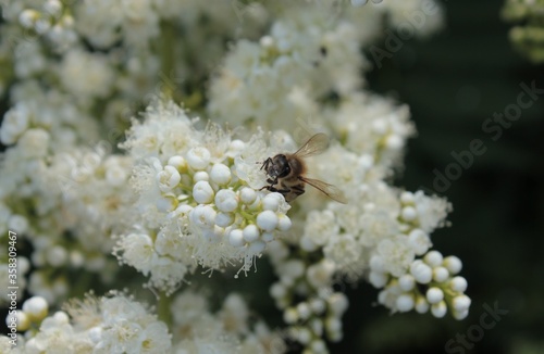 The bee collects nectar on white fluffy flowers. © Ирина Угорова