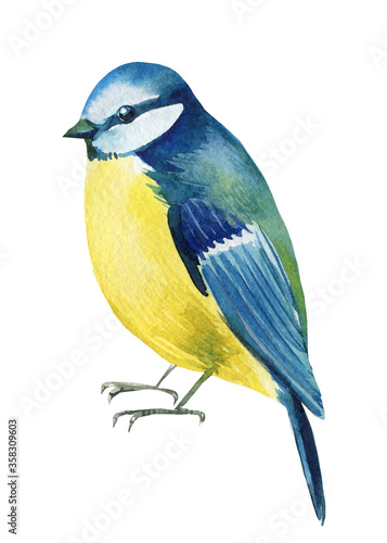 bird titmouse, watercolor illustration, botanical painting
