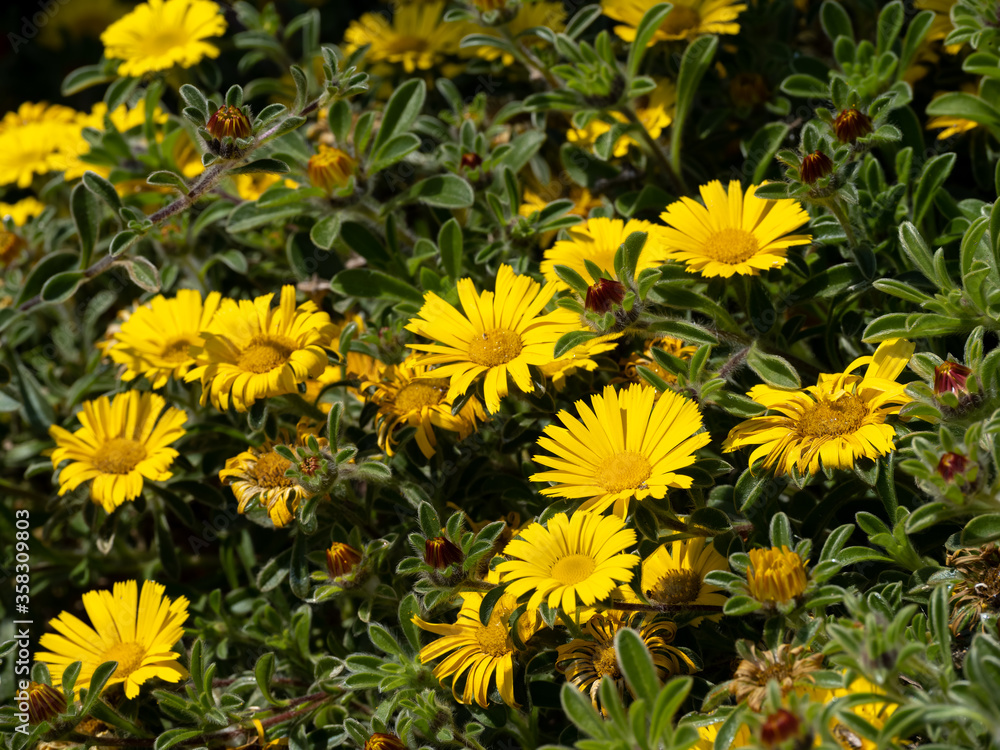 Yellow flowers blooming in summertime next to the promenade in Eastbourne Yellow flowers blooming in summertime next to the promenade in Eastbourne