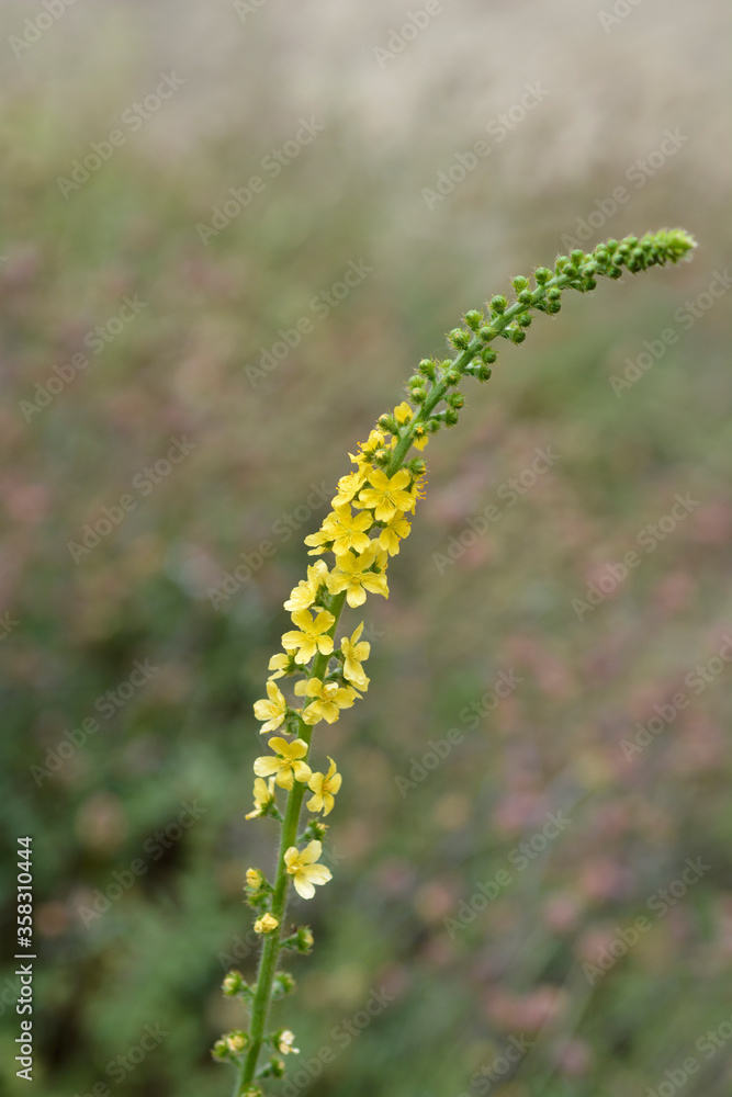 Common agrimony Common agrimony