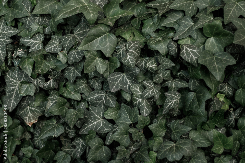 Fototapeta premium Green Ivy Texture and background