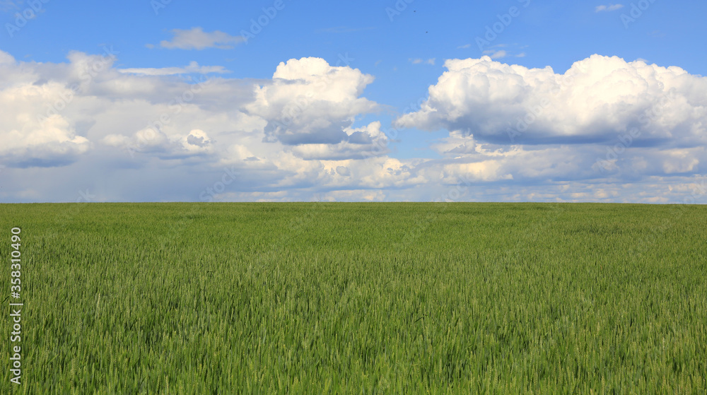 green agricultural meadow