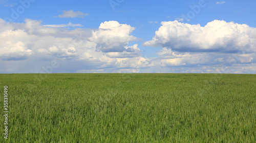 green agricultural meadow