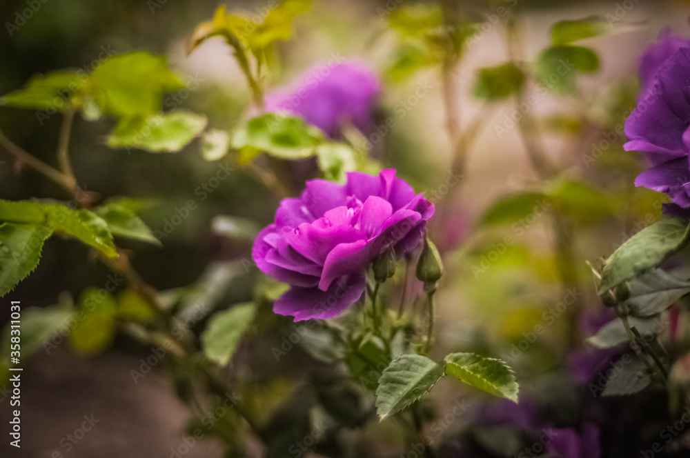 Purple rose in the garden