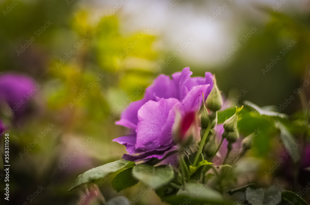 Purple rose in the garden
