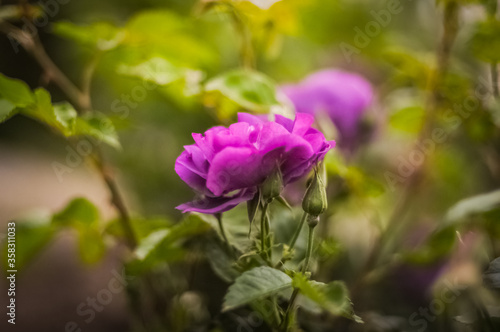 Purple rose in the garden