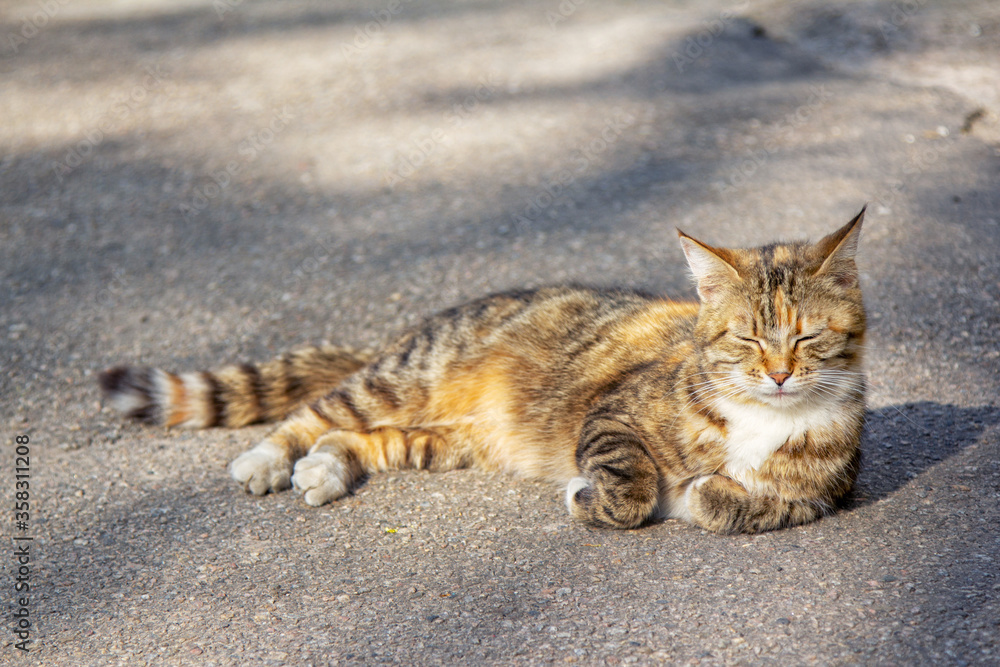 Cute stray gray cat with striped tail, sleeping and relaxing on the ground of city street Cute stray gray cat with striped tail, sleeping and relaxing on the ground of city street