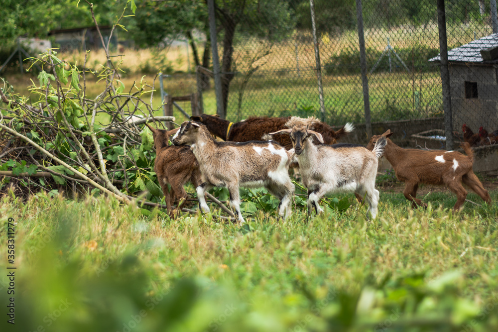 goats in the green grass meadow. goats in the green grass meadow.