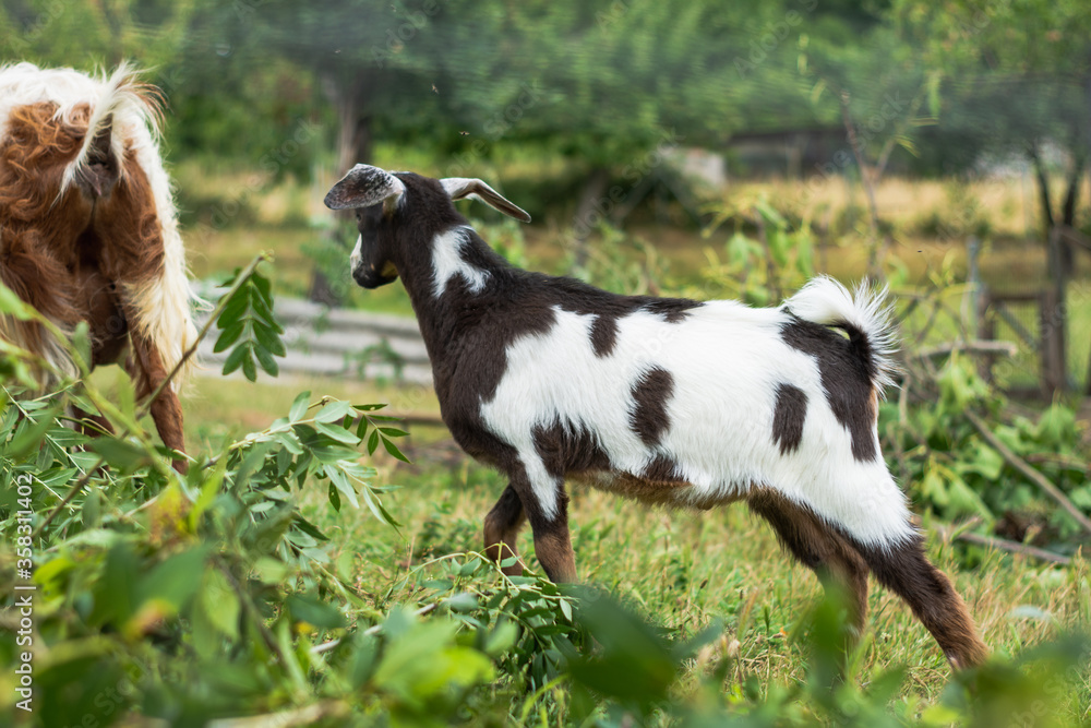 Fototapeta premium goats in the green grass meadow.