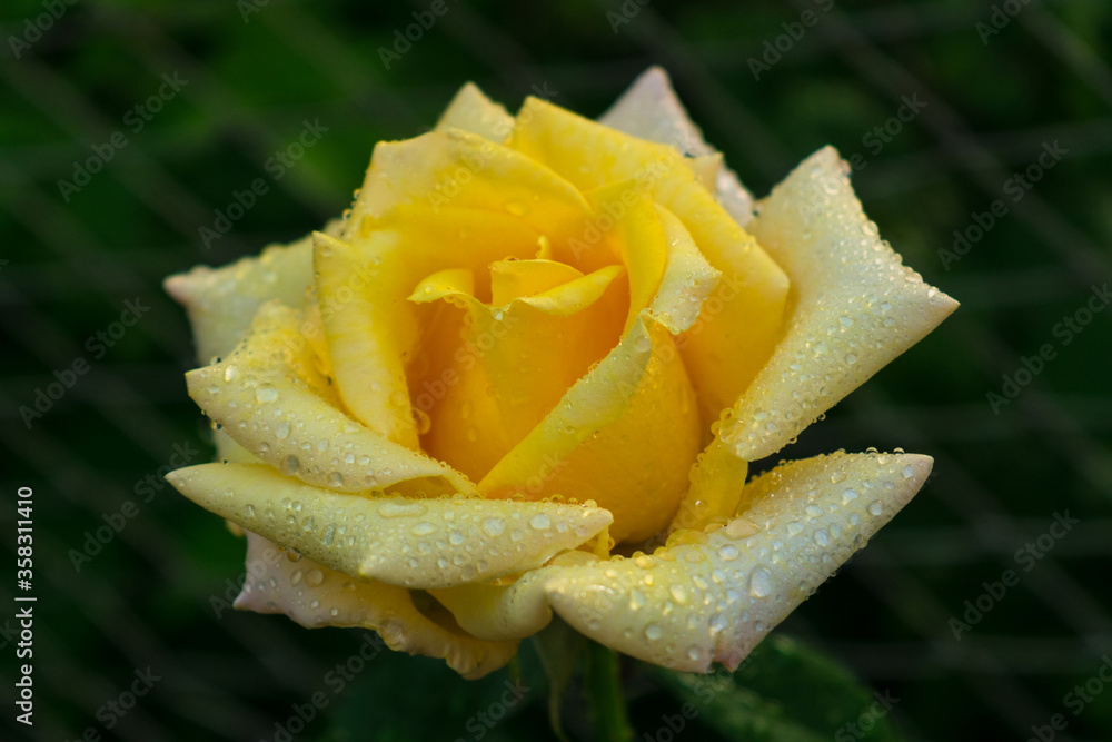 Yellow rose with dew drops, grade Cyrano de Bergerac. Yellow rose with dew drops, grade Cyrano de Bergerac.