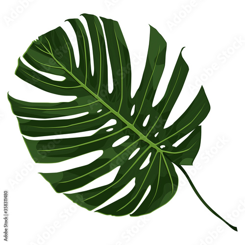 Leaf of a tropical plant. Green leaf of monstera. Vector illustration isolated on a white background for design and web.