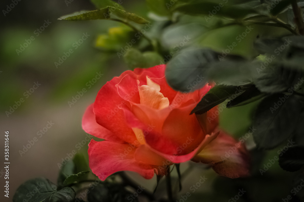 pink rose in garden