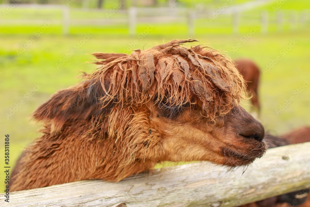 Close up of a brown alpaca stretching its head over a fence asking for food, taken at a farm in chiba, Japan Close up of a brown alpaca stretching its head over a fence asking for food, taken at a farm in chiba, Japan