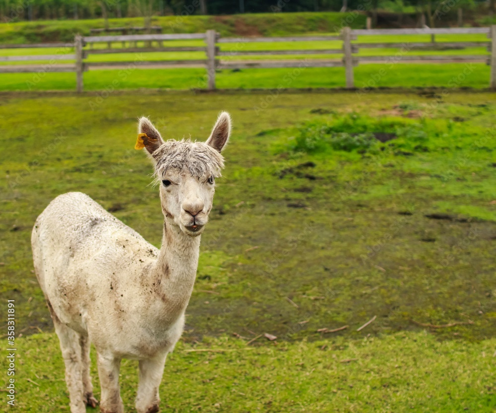 Obraz premium White alpaca with short fur standing on the lawn, taken at a farm in chiba, Japan