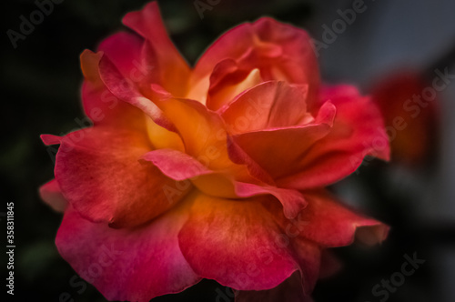 red and yellow rose