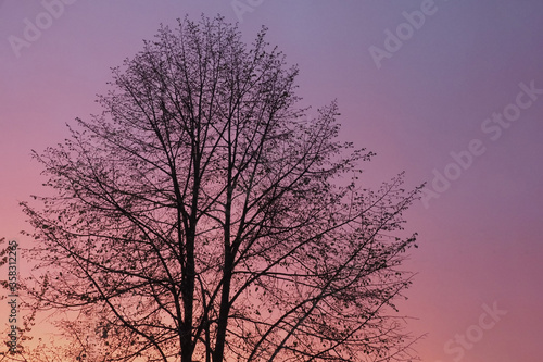 The silhouette of a large tree against the sunset sky. A calm and beautiful scene.