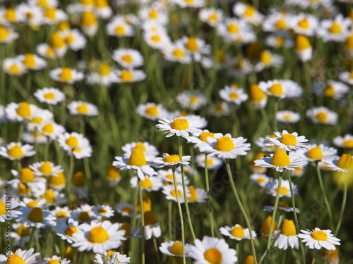White chamomile flowers an a meadow 